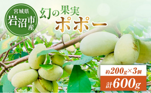 マンゴポポーMango Powpow　幻の果物　３点セット フルーツ ポポーの実 200g × 3個 計 約 600g ポポー 果物 ビタミンC