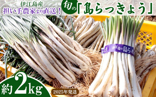 2025年発送】伊江島より直送！旬の「島らっきょう」約2kg 天ぷら 