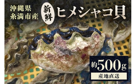 【産地直送】「海人のまち」で水揚げ！新鮮なヒメシャコ貝 約500g 海鮮 貝 シャコ貝 ヒメシャコ貝 刺身 魚介 魚貝 海産物 冷凍 お刺身 産地直送  国産 沖縄 沖縄県産 浜焼き BBQ バーベキュー アウトドア キャンプ 煮物 おつまみ 晩酌 沖縄県 糸満市 - 沖縄県糸満 ...