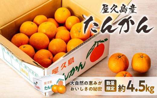 2026年 屋久島産たんかん自家用(訳あり品) 約4.5kg(S～2Lサイズ・少々