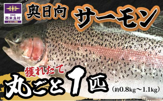 y{茧ėǑz炩ȐƊg̑傫ȎRn̋Cő؂ɈĂꂽuT[v@ CN T[ S hg  hg lC ӂ邳 CNHi    