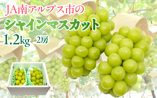 ☆日本テレビ「ZIP！」で取り上げられました！☆【令和7年発送先行予約】絶品！南アルプス市産シャインマスカット1.8kg ALPAA004-25-A1 山梨  山梨県 ぶどう 葡萄 ブドウ マスカット 種なし 大粒 フルーツ くだもの 果物 高級 新鮮 産地直送 贈答 ギフト 家庭用 1.8キロ ...