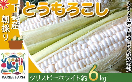 注文 ふるさと納税 朝採りとうもろこし【品種：恵味スター】_Gv016 福岡県久留米市