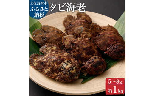 天然タビ海老（ゾウリエビ）約1キロ（5～8尾入り）サイズおまかせ