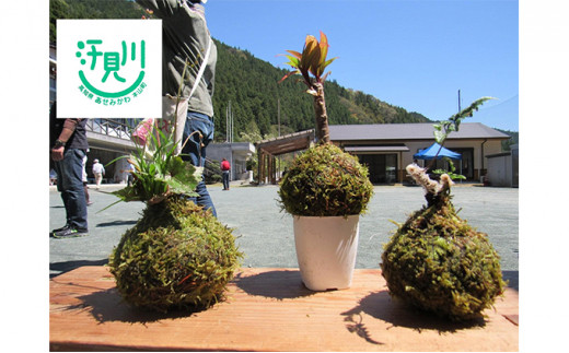 汗見川ふれあいの郷清流館「苔玉づくり体験」利用券 - 高知県本山町｜ふるさとチョイス - ふるさと納税サイト