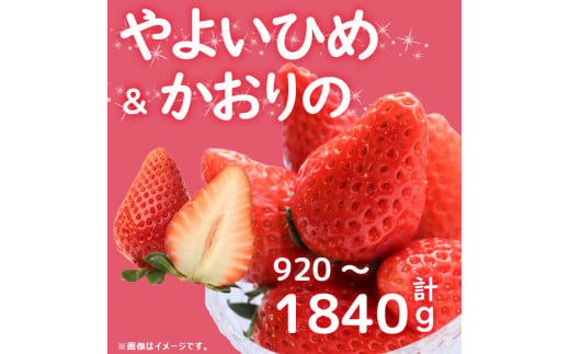 先行予約 訳あり いちご やよいひめ かおりの 2種 選べる容量 計920～1840g 苺 ストロベリー 果物 フルーツ ケーキ ゼリー ジュース  アイス シャーベット チョコ フルーツサンド いちご大福 大福 洋菓子 和菓子 スイーツ デザート ジャム 不揃い 規格外 家庭用 甘い 人気 ...