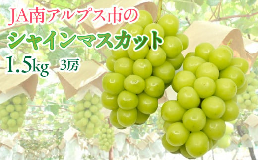 【令和7年発送先行予約】絶品！南アルプス市産シャインマスカット1.2kg ALPAA003-25-A1 山梨 山梨県 ぶどう 葡萄 ブドウ マスカット  種なし 大粒 フルーツ くだもの 果物 高級 新鮮 産地直送 贈答 ギフト 家庭用 1.2キロ 2025年 - 山梨県南アルプス市 ...