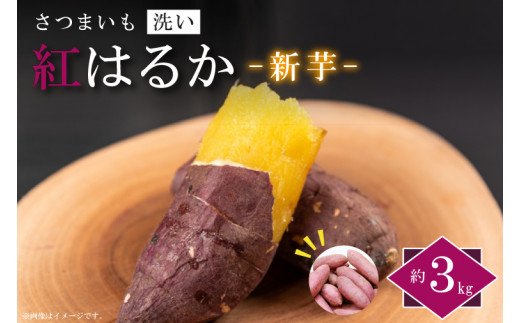 さつまいもの苗 紅はるか 150本 シルクスイート芋苗200本送料込み