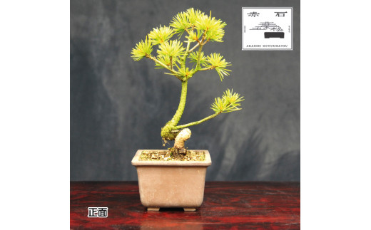 四国赤石五葉松 撮影日 2023,10,15日 【公式通販】