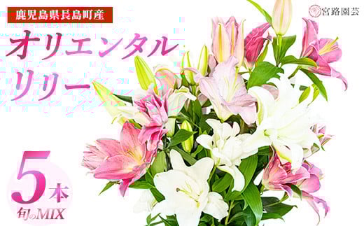 yzy1229oׁzIG^[ij{̃~bNX 5{   ̉ S   ؉ ؂ y{H|zmiyaji-7004-1229