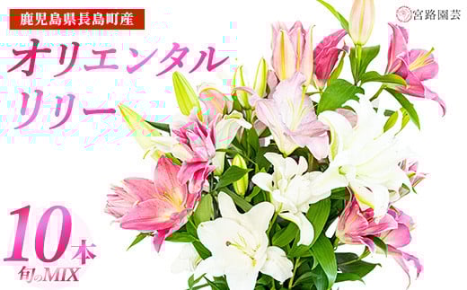 yzy1228oׁzIG^[ij{̃~bNX 10{   ̉ S   ؉ ؂ y{H|zmiyaji-7005-1228