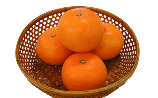 果物 10 長崎みかん 約10kg 糖度10度 【 長崎西彼農業協同組合 】 温州みかん