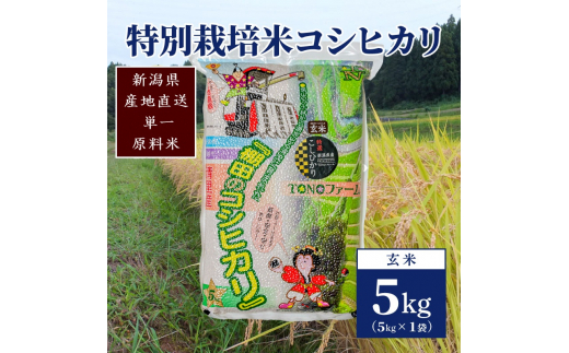 ふるさと納税 上越市 令和5年産 新潟上越清里産 特別栽培米コシヒカリ10kg(2kg×5袋)玄米 ふるさと納税米令和6年産 新潟県上越産 特別栽培米