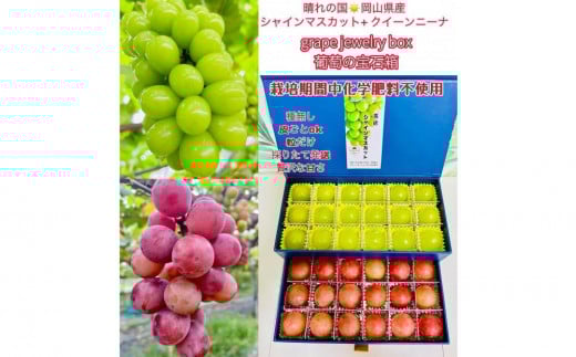 yRRszԂǂ 2026N VC}XJbg NC[j[i 嗱̂ 36 idvdkanw Mtg 蕨 R Y ʕ t[c VC }XJbg