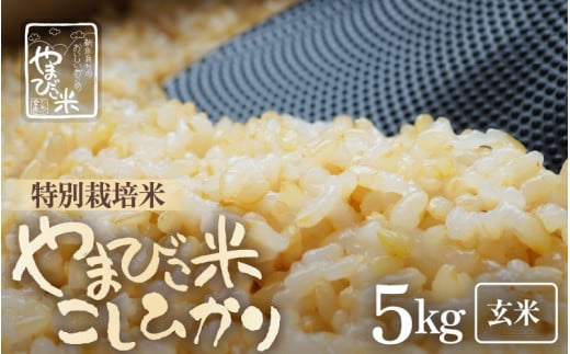 新米☆イクヒカリ玄米30キロ！ 治し