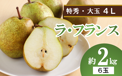 令和6年産先行予約】 大玉ラ・フランス 約2kg (6玉 特秀 4L) 《令和6年10月中旬～発送》 『生産者 沼澤 裕太』 ラフランス 西洋梨  洋なし 果物 フルーツ デザート 山形南陽産 山形県 南陽市 [2250] - 山形県南陽市｜ふるさとチョイス - ふるさと納税サイト