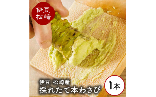 伊豆の生わさび 1本 - 静岡県松崎町｜ふるさとチョイス - ふるさと納税