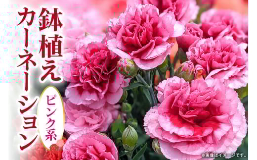 y錧߉ώszJ[l[V sNn ̓ւ̑蕨 v[g Mtg J[l[V  AW A 5  Y Ԕ  t[AWg ̓Mtg t[