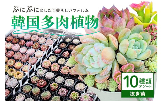 韓国多肉植物 抜き苗 アソート 10個 詰め合わせ 多肉植物 観葉植物 インテリア 寄せ植え 誕生日プレゼント オシャレ 多肉 観葉 おまかせ セット 植物  苗 種類 色々 ランダム 農園直送 栽培 ガーデニング 寄せ植え用 韓国苗 多肉専科 - 茨城県那珂市｜ふるさとチョイス ...