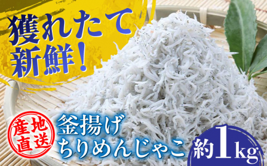 産地直送】新鮮釜揚げちりめんじゃこ 約1kg 【土居海産