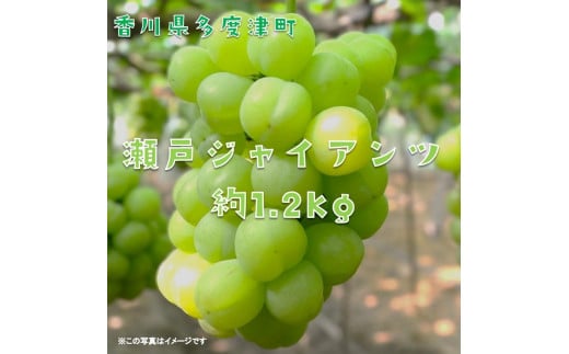 多度津町産 瀬戸ジャイアンツ 約1.2kg【令和7年9月上旬頃より発送！】【A-45】 - 香川県多度津町｜ふるさとチョイス - ふるさと納税サイト