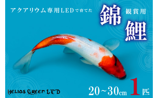 sd1_6cce3c8fcf26098cb855f3b597 