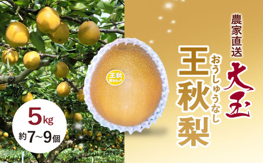 農家直送 大玉 王秋 梨 5kg / ふるさと納税 フルーツ 果物 なし ナシ 