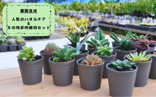 多肉植物 ハオルチア  セール 1株500円 送料200円 組み合わせ自由 4 人気のハオルチア＆その他の多肉植物詰め合わせ（A944-2） - 和歌山県