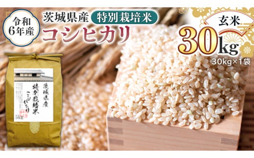 令和6年産 茨城県産 玄米 特別栽培米 コシヒカリ 30kg （30kg×1袋） 新米 こしひかり 米 コメ こめ 単一米 限定 茨城県産 国産  美味しい お米 おこめ おコメ - 茨城県つくばみらい市｜ふるさとチョイス - ふるさと納税サイト