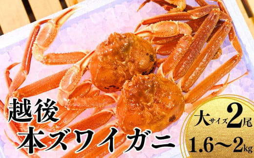 期間限定〉越後 本ズワイガニ 大800g以上 2尾 計1.6～2kg 姿 糸魚川産 浜茹で 鮮度が命！茹でたて直送 ずわいがに かに 蟹 魚正 国産  日本海 新潟 新鮮 ボイル 11月から漁開始 ギフトにもおススメ - 新潟県糸魚川市｜ふるさとチョイス - ふるさと納税サイト