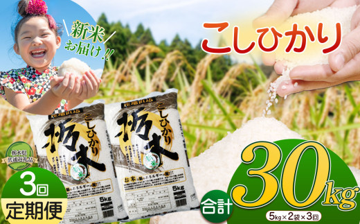 令和6年 新米 美味しい栃木のこしひかり 無洗米 20kg | ふるさと 納税  