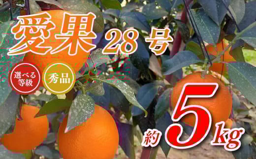 【愛媛県松山市】【先行予約】 愛果28号 5kg あいか 秀品 愛果 みかん 柑橘 蜜柑 フルーツ 先行予約 松山市 愛媛県 数量限定  【11月下旬〜12月下旬発送】