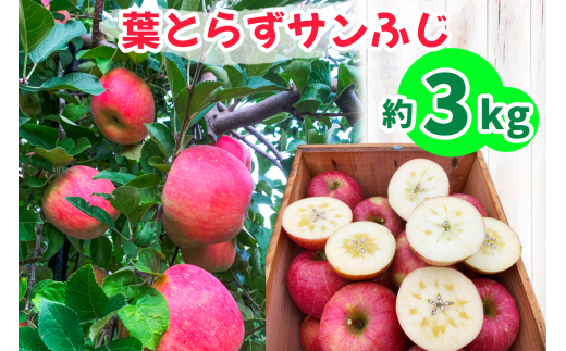 完熟！葉とらずサンふじ 3kg｜青森産 青森りんご りんご リンゴ 林檎