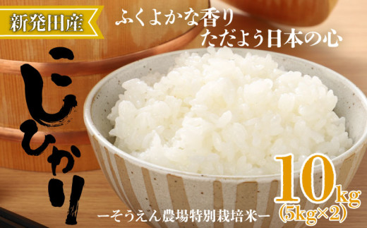 令和6年産 新潟県産 そうえん米コシヒカリ 5kg×2袋 【 新潟県 新潟産 新潟米 新発田産 新発田 お米 米 玄米 コシヒカリ とんとん市場  せいだ そうえん米 5kg 2袋 10kg 数量限定 D09_02 】 - 新潟県新発田市｜ふるさとチョイス - ふるさと納税サイト