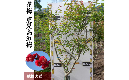 花梅　鹿児島紅梅　苗木 2 花梅 鹿児島紅梅 苗木 2 【公式通販】