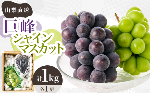 2026年先行受付＞シャインマスカット 巨峰 2種セット 大人気ぶどう2種