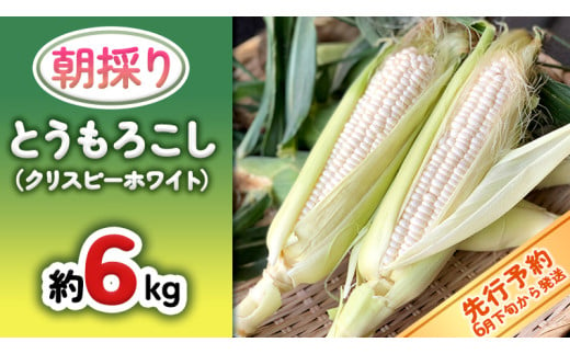 先行予約 2025年 6月下旬 以降発送】【 令和7年産 】 朝採り とうもろこし （ クリスピーホワイト ） 約 6kg トウモロコシ  スイートコーン 野菜 産地直送 期間限定 [AX018ya] - 茨城県八千代町｜ふるさとチョイス - ふるさと納税サイト