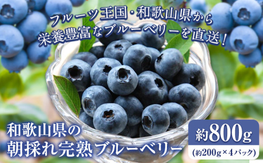 先行予約】和歌山県の朝採れ完熟ブルーベリー 約800g (約200g×4パック