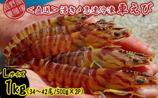 養殖場から直送】活き〆急速冷凍車えび Lサイズ 約500g（17～21尾/500g×1P） 車海老 海鮮 魚介類 海産物 シーフード お取り寄せ 美味  料理 クルマエビ くるまえび 塩焼き フライ 天丼 お刺身 フリット 蝦 ゆで 送料無料 沖縄県産 たまや - 沖縄県宜野座村｜ふるさと ...