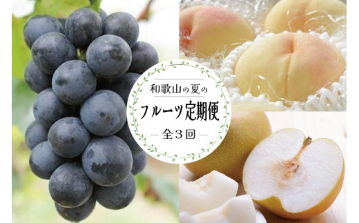 【和歌山県印南町】定期便全3回 【7月・8月・9月発送】 和歌山の夏のフルーツをお届け(桃・梨・たねなしピオーネ)【TM179】