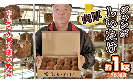 y錧΂݂炢szRƂ̓W{1si15xjyۏ͔|z ̂  VC^P ő