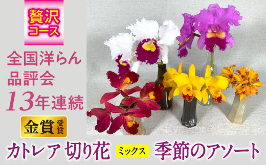 季節のアソート 贅沢コース 切り花カトレア 大輪ピンク系3りん～5りん