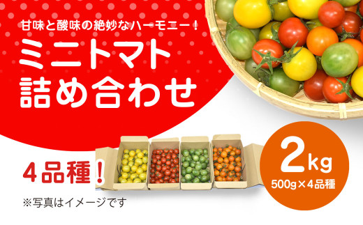 先行予約】【11月から発送】甘味と酸味の絶妙なハーモニー! ミニトマト