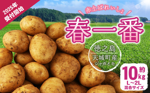 徳之島 天城町産 赤土ばれいしょ 新じゃが【春一番】5kg L～2L 混合サイズ ジャガイモ じゃがいも ばれいしょ バレイショ F-4-N -  鹿児島県天城町｜ふるさとチョイス - ふるさと納税サイト