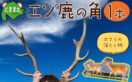 エゾ鹿の角　1本（北海道・しか・シカ・しかのこ・コスプレ・工作・手作り・DIY・自由研究・自然・キャンプ・アクセサリー）