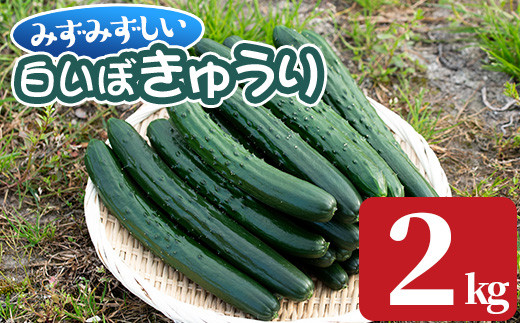 0082702a】名産地の農家直送！みずみずしい白いぼきゅうり(計2kg) 野菜 やさい 旬 新鮮 サラダ キュウリ 胡瓜【吉ヶ崎農園】 -  鹿児島県東串良町｜ふるさとチョイス - ふるさと納税サイト