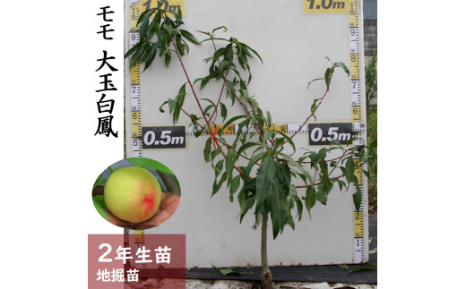 すだ農園＞2年生 苗木◇モモ(桃) 大玉白鳳(おおだまはくほう)[地掘苗 2023年] ※2024年11月中旬～2025年4月頃に順次発送予定  ※北海道、沖縄、離島への配送不可 - 京都府亀岡市｜ふるさとチョイス - ふるさと納税サイト