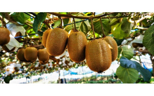 yʌє\szRʎ̃LECt[cywC[hz4kg[52210463]