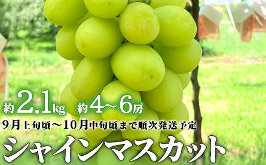 No.5657-4109]【長野県須坂市産】シャインマスカット 約2.1kg（約4～6房）《わだぶどう》□2025年発送□※9月上旬頃～10月中旬頃まで順次発送予定  - 長野県須坂市｜ふるさとチョイス - ふるさと納税サイト