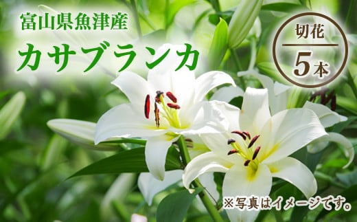 早期予約】長引野丘陵 花の里 カサブランカ｜ゆり 切花 ※北海道・沖縄・離島への配送不可 ※2025年6月下旬～7月中旬頃に順次発送予定 - 富山県魚津市｜ふるさとチョイス  - ふるさと納税サイト